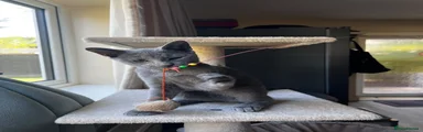 Russian Blue 1