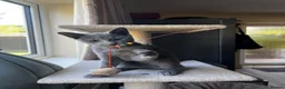 Russian Blue cats for sale: Lats one! Beautiful Russian Blue female kitten  - Advert 4