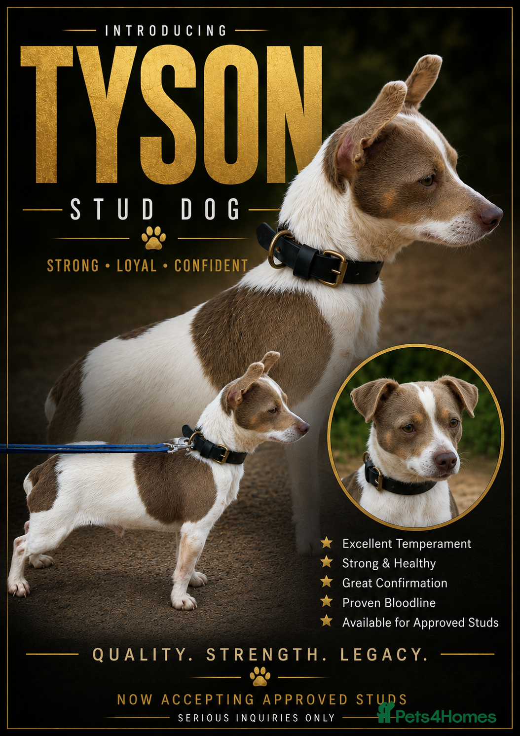Jack Russell dogs Lilac tri wenlock jackrussel available for stud - Advert 10