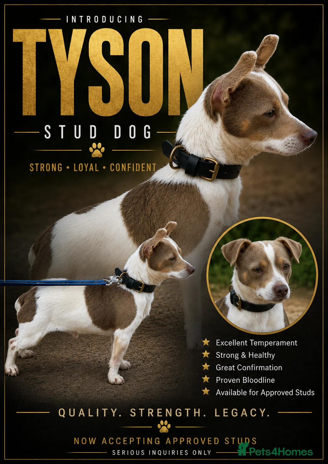 Jack Russell dogs for stud: Lilac tri wenlock jackrussel available for stud - Advert 1