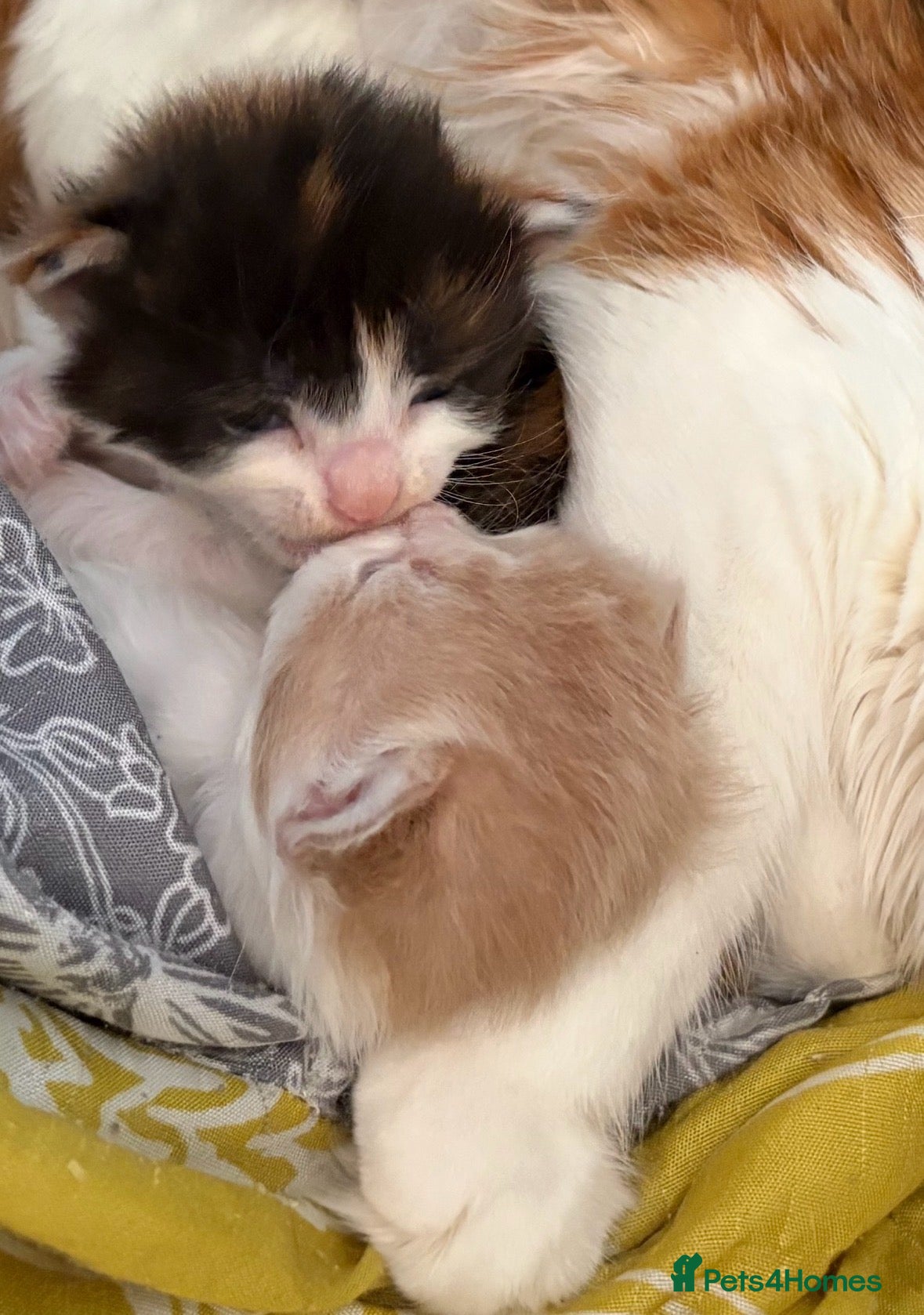 Mixed Breed cats Kittens - Advert 2