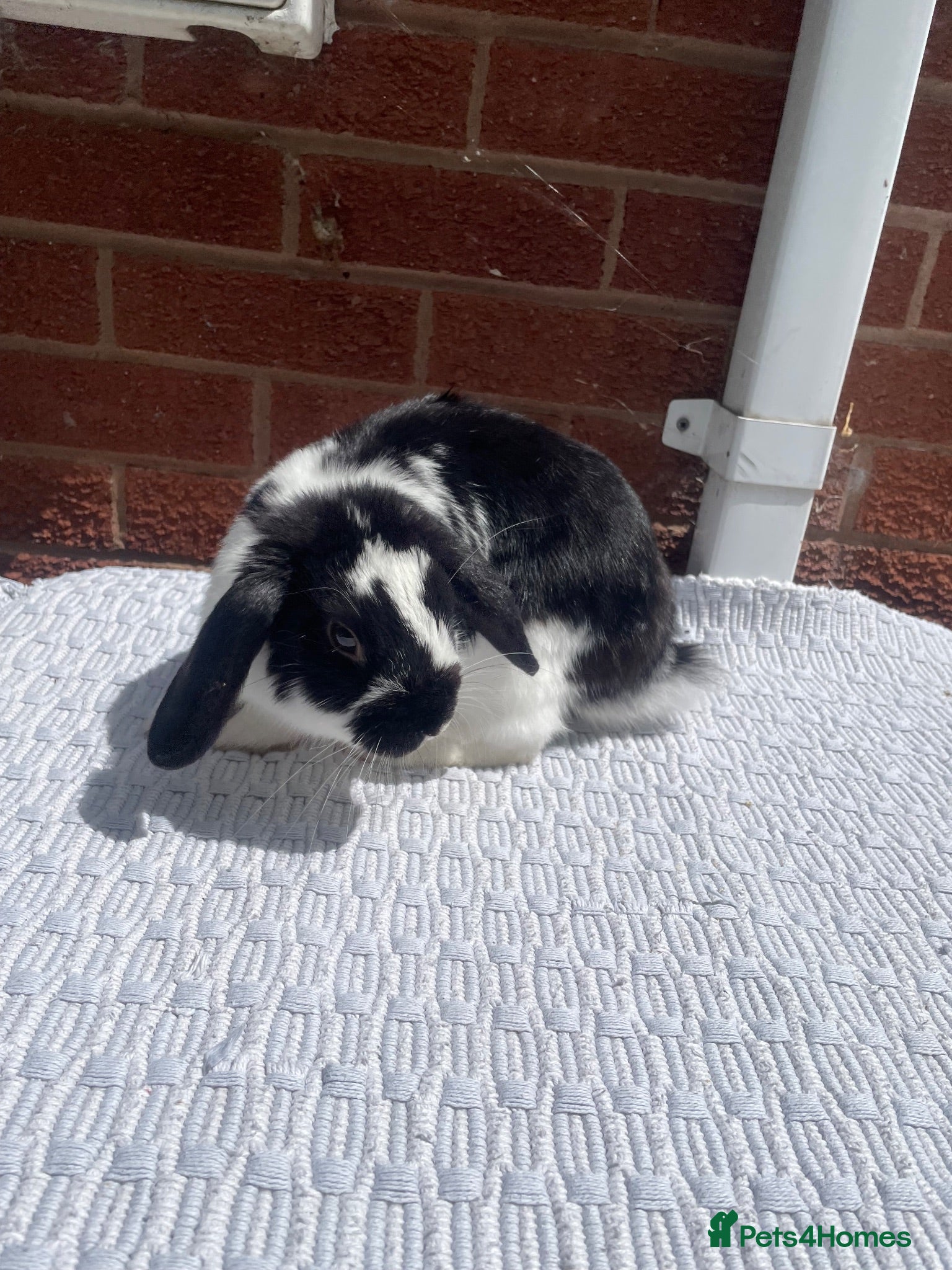Mini Lop rabbits Mini lop rabbit - Advert 1