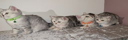 British Shorthair cats for sale: 🏆 Pedigree Silver British Shorthair Kittens 🏆 - Advert 6