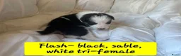 Border Collie dogs for sale: Border collie pups - Advert 22