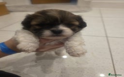 Shih Tzu dogs for sale: Shih tzu puppies - Image 9
