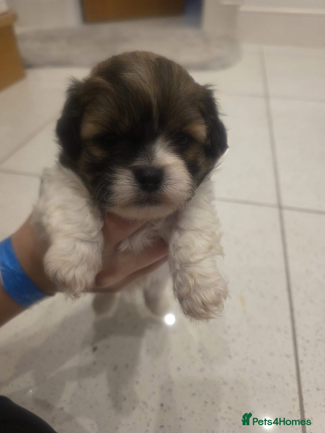 Shih Tzu dogs for sale: Shih tzu puppies - Image 9