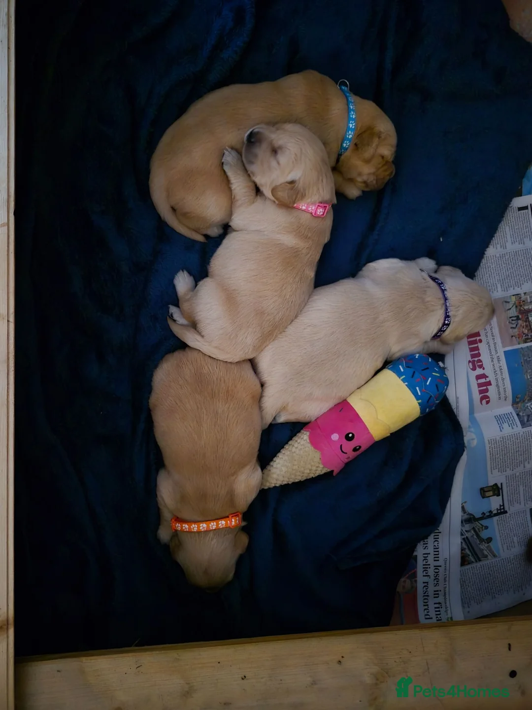 Golden Retriever dogs for sale: Golden Retriever Puppies for Loving Family Homes in Dorchester - Advert 2