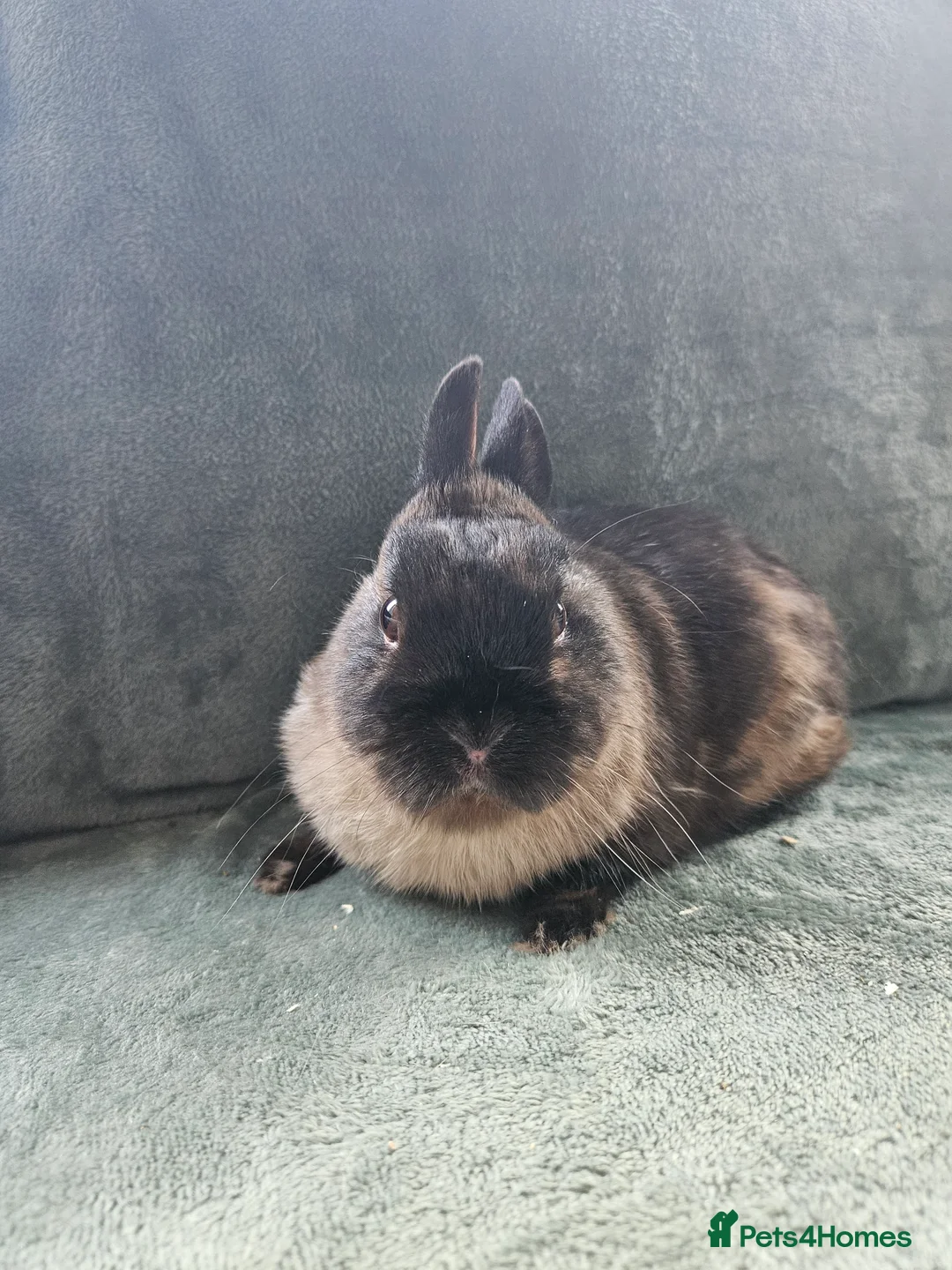 Mixed Breed rabbits for sale: Netherland Dwarf sable buck* last one left** - Advert 2