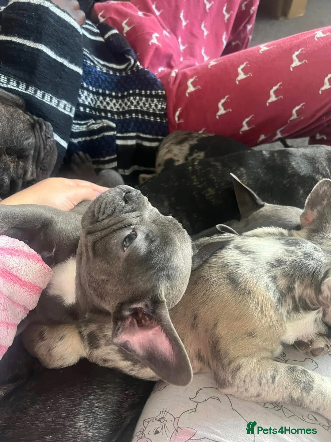 French Bulldog dogs for sale: French Bulldog Pups - KC Registered in Sutton - Advert 2
