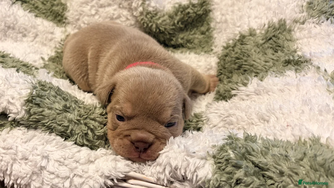 English Bulldog dogs for sale: KC English Bulldog Puppies Exceptional Quality  - Advert 31