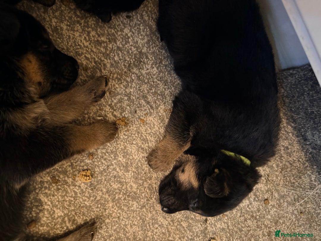 German Shepherd dogs for sale: 4x German shepard  pups females available  - Advert 6