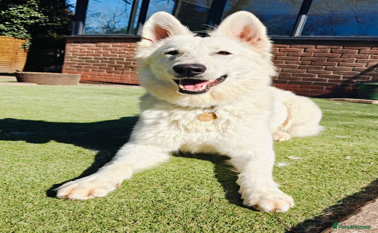 White Swiss Shepherd dogs - Advert 1