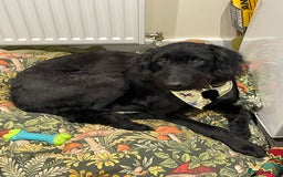 Labradoodle dogs for sale: Very lovely boy Bear 🐻  - Image 10