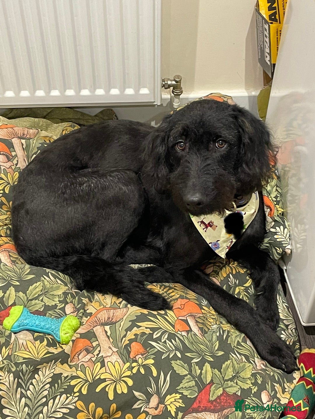 Labradoodle dogs for sale: Very lovely boy Bear 🐻  - Image 10