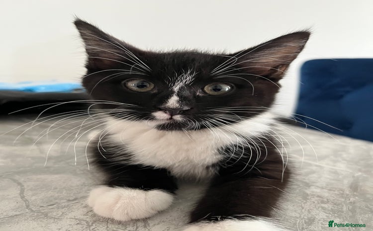 Domestic Shorthair cats - Advert 3