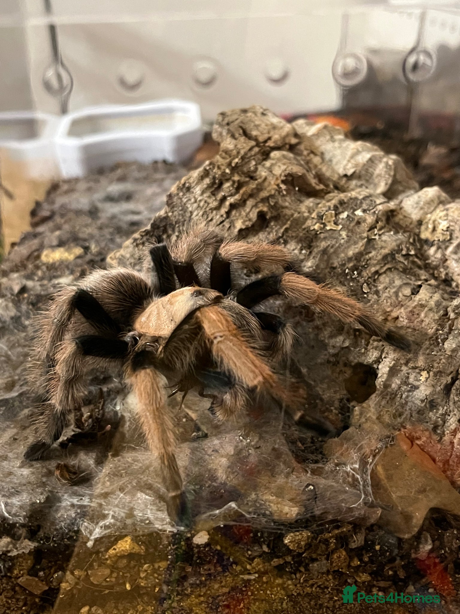 Tarantulas invertebrates Tarantulas mixed sizes & sex new & old world  - Advert 1