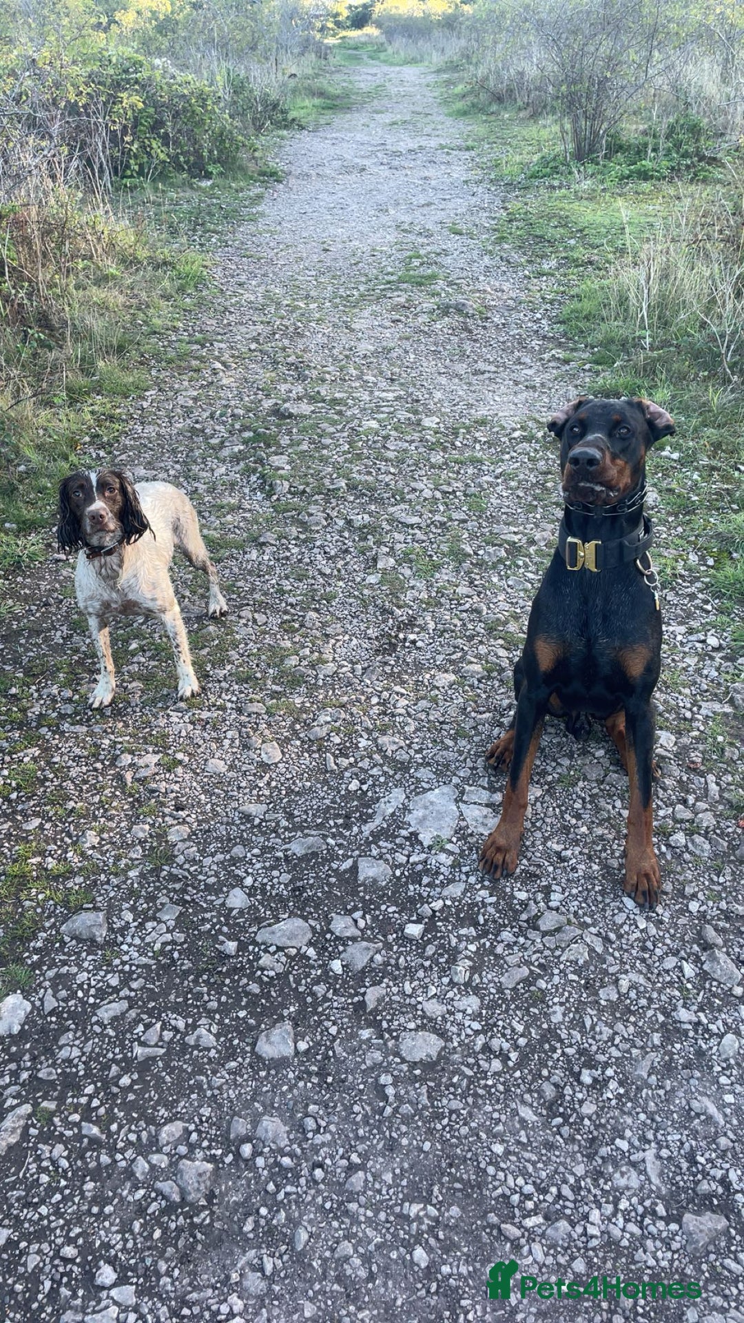 Dobermann dogs for stud: Doberman Stud Available - Advert 4