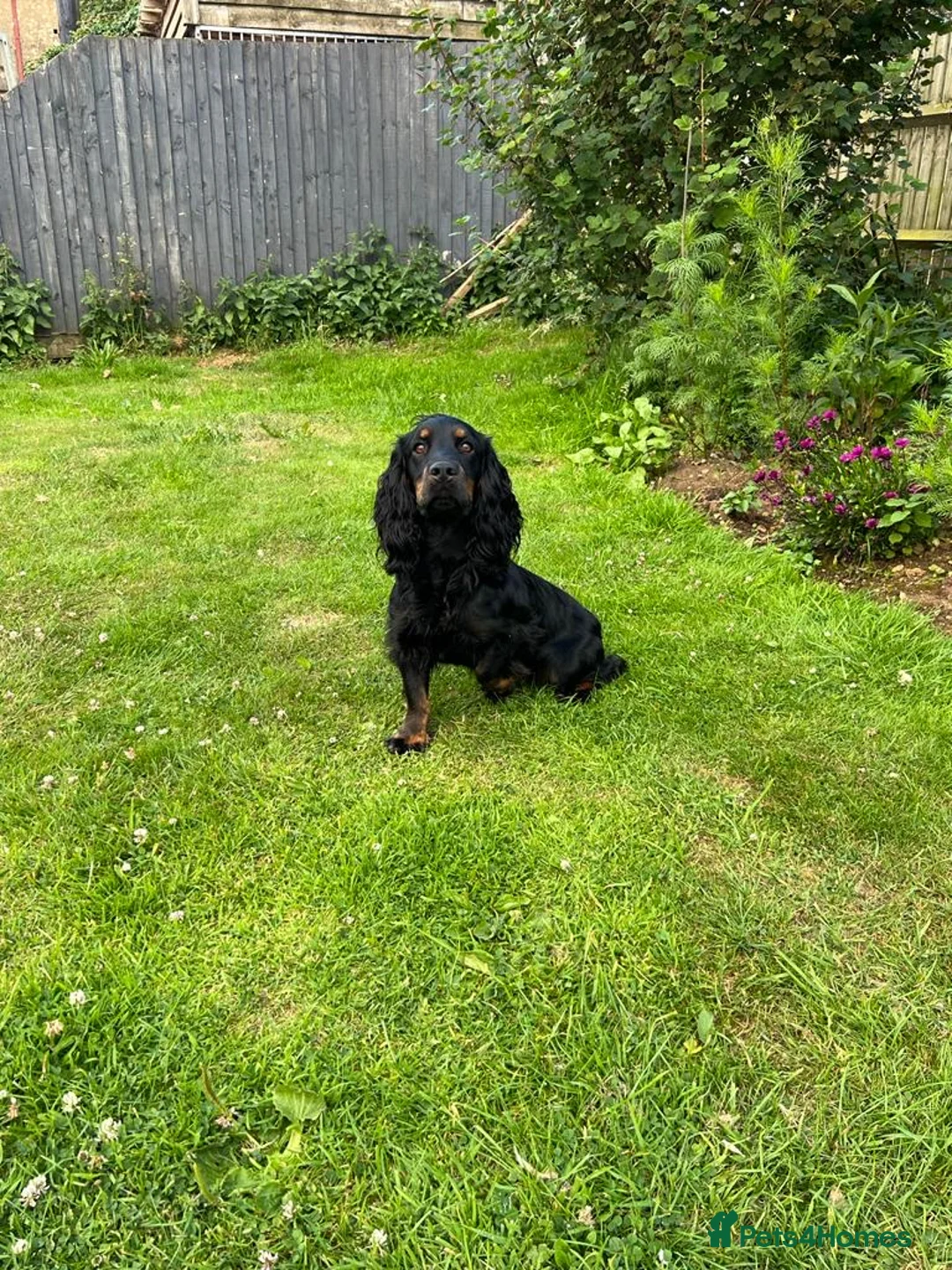Cocker Spaniel dogs for stud: KC REGISTERED WORKING COCKER AVAILABLE AT STUD in New Milton - Advert 5