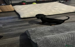 Mixed Breed dogs for sale: Miniature dachshund X French bulldog  - Image 23