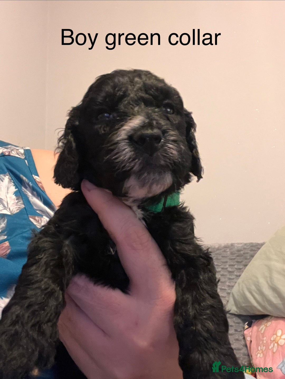 Cockapoo dogs for sale: Adorable F2 Cockapoo Puppies - Advert 14