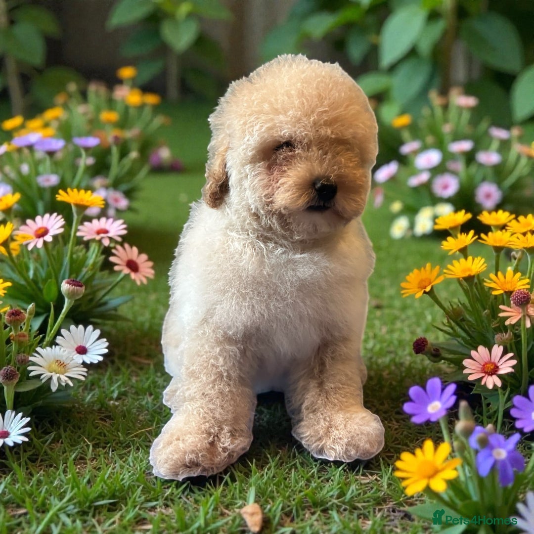Miniature Poodle dogs for sale: Miniature Poodle Puppies  - Advert 6