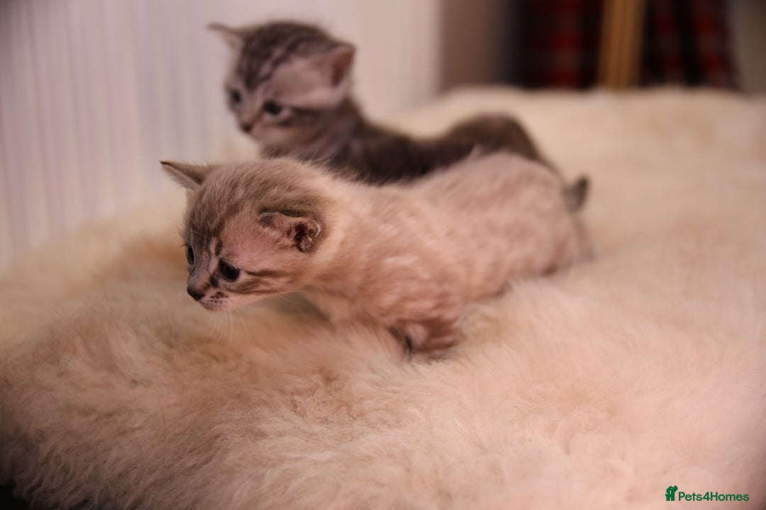Bengal cats for sale: Adorable Snow / Charcoal Bengal kittens for sale - Advert 21