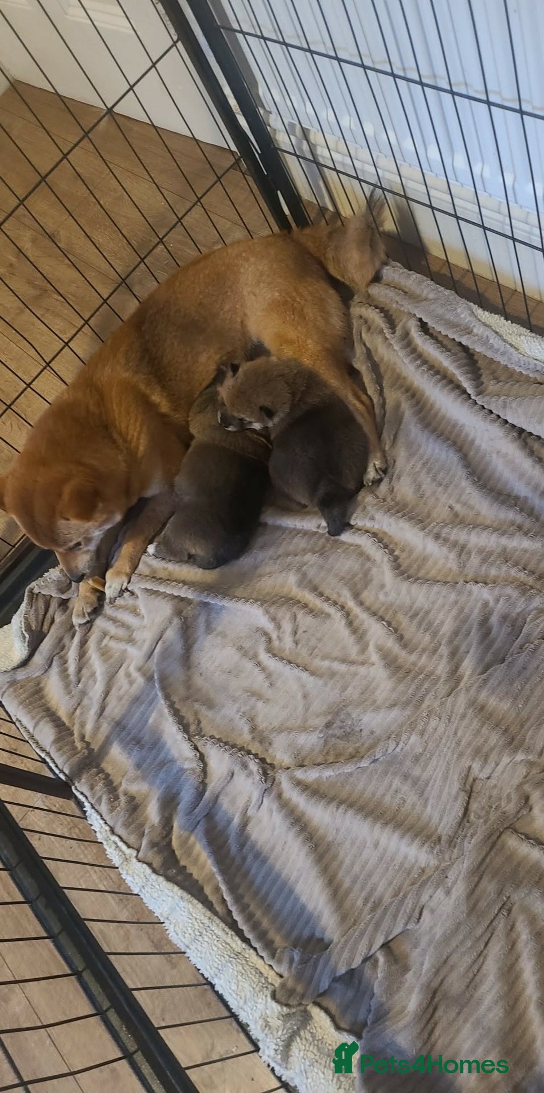 Japanese Shiba Inu dogs for sale: for sale  - Advert 2