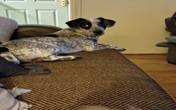 Mixed Breed dogs for sale: Cocker cross - Image 2