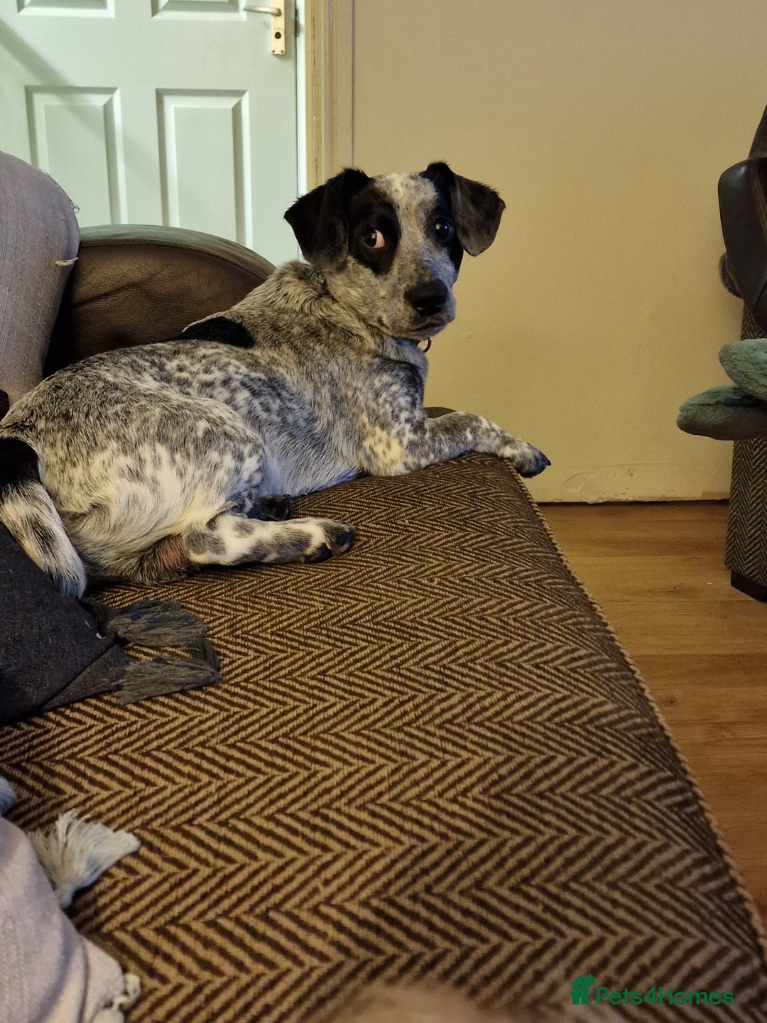Mixed Breed dogs for sale: Cocker cross - Image 2
