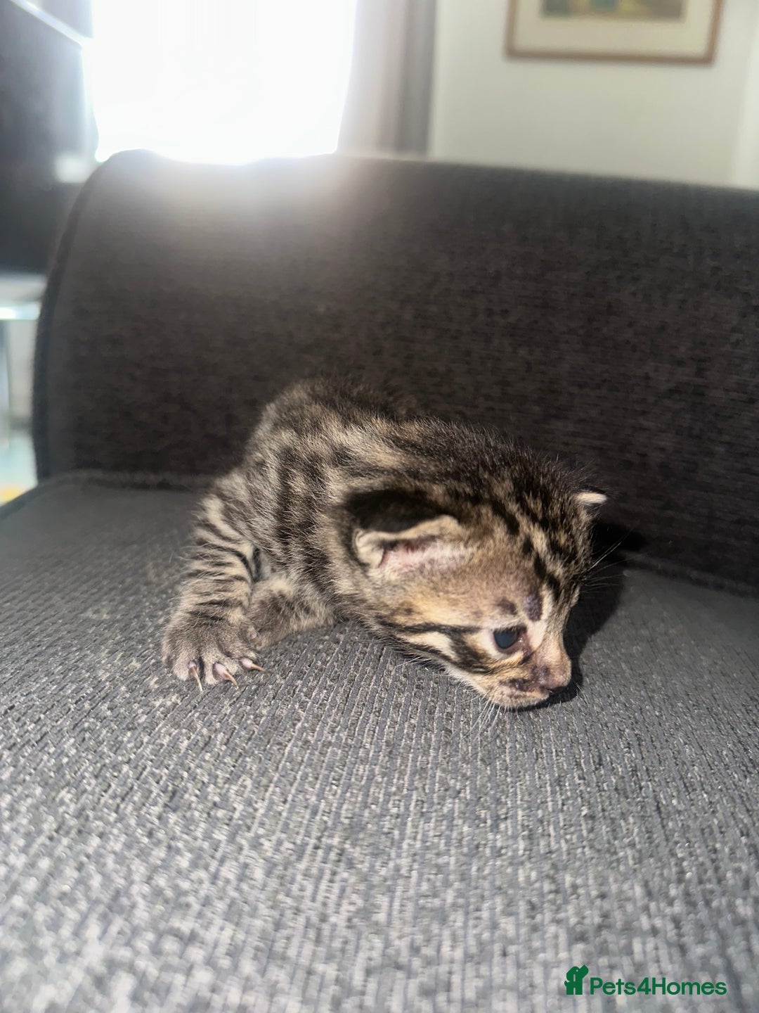 Manx cats for sale: Beautiful Banx Kittens  - Image 20