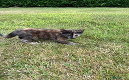 Domestic Shorthair cats for sale: Kittens 4 sale - Image 4