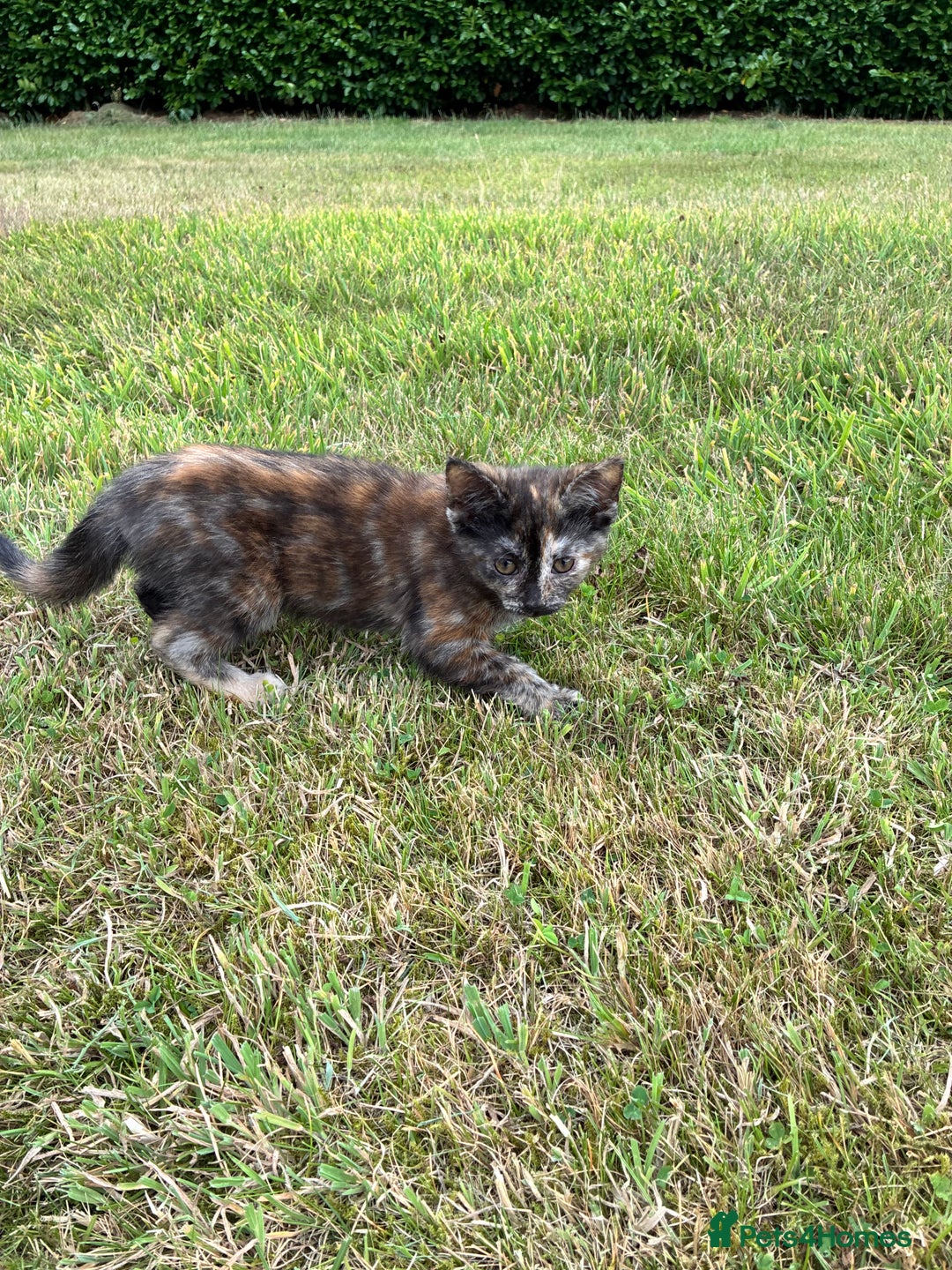 Domestic Shorthair cats for sale: Kittens 4 sale - Image 4