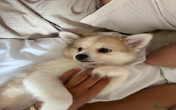 Pomchi dogs for sale: Pomchis for sale  - Image 3