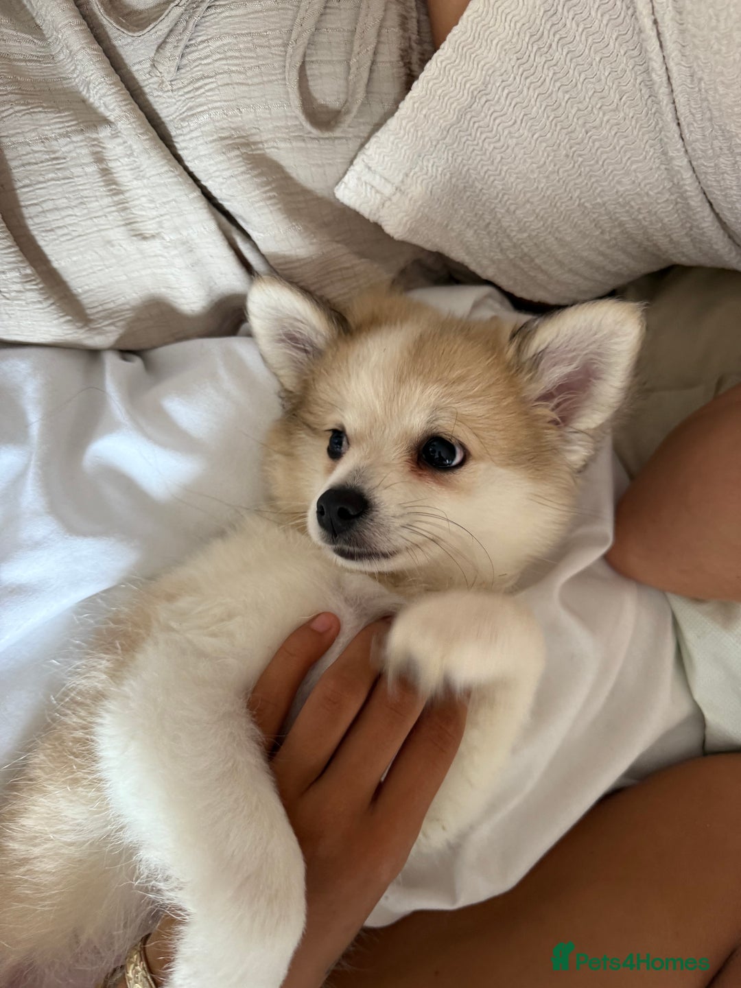 Pomchi dogs for sale: Pomchis for sale  - Image 3