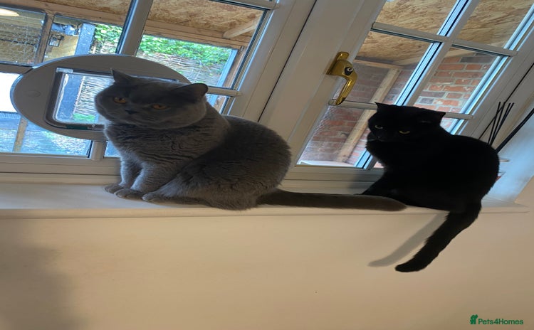 Domestic Shorthair cats - Advert 8