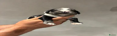Sproodle 1