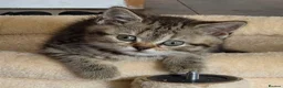 British Shorthair cats for sale: Gorgeous British Shorthair  - Advert 9