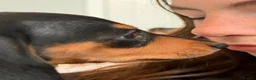 Miniature Dachshund dogs for sale: Pra hereditary clear mini smooth dachshund  - Advert 11