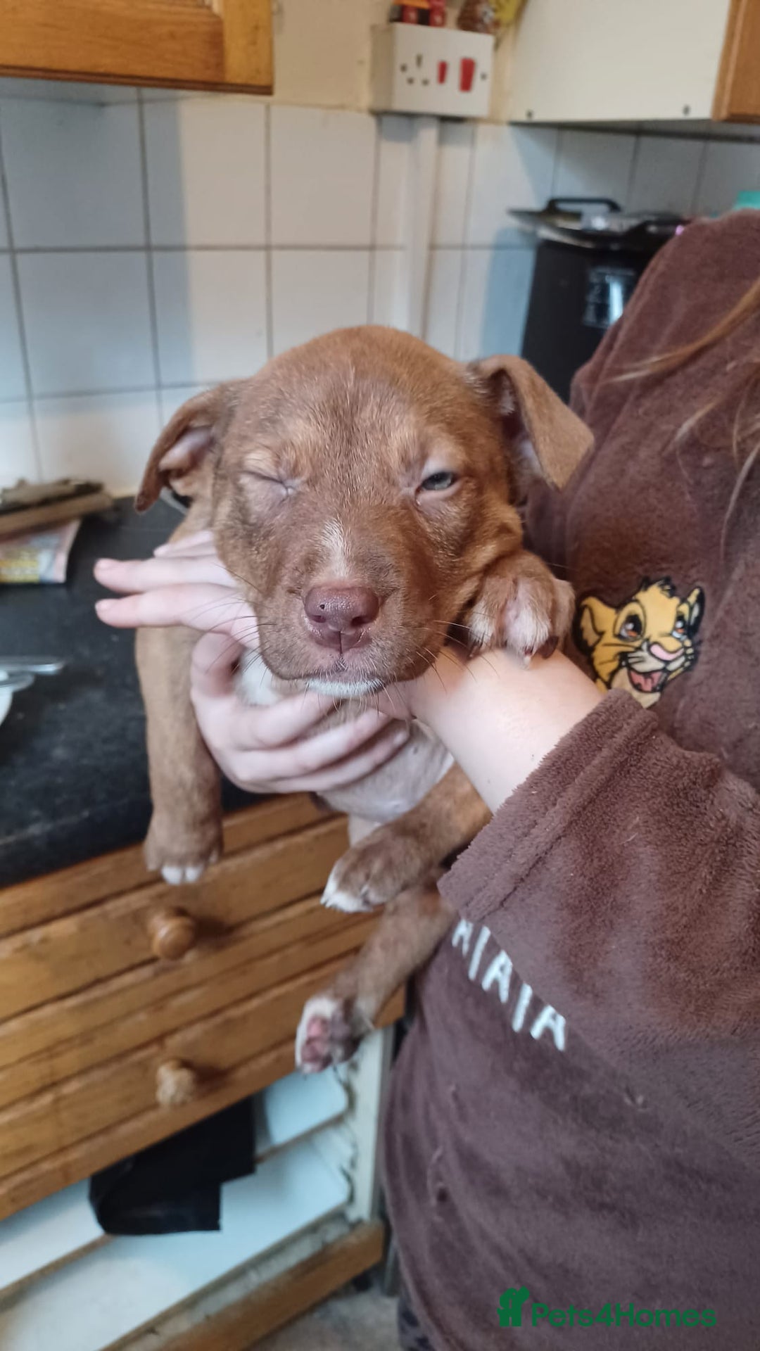 Mixed Breed dogs for sale: Mixed breed puppies for sale - Advert 4
