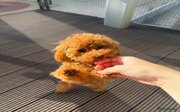 Toy Poodle dogs for sale: Toy Poodle Girl – Looking for a Loving Home - Image 2