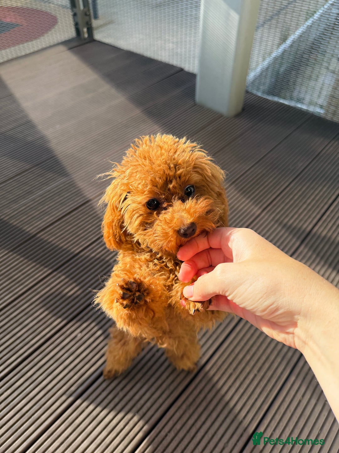 Toy Poodle dogs for sale: Toy Poodle Girl – Looking for a Loving Home - Image 2