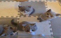 British Shorthair cats for sale: GCCF Registered British Shorthair Kittens - Image 11