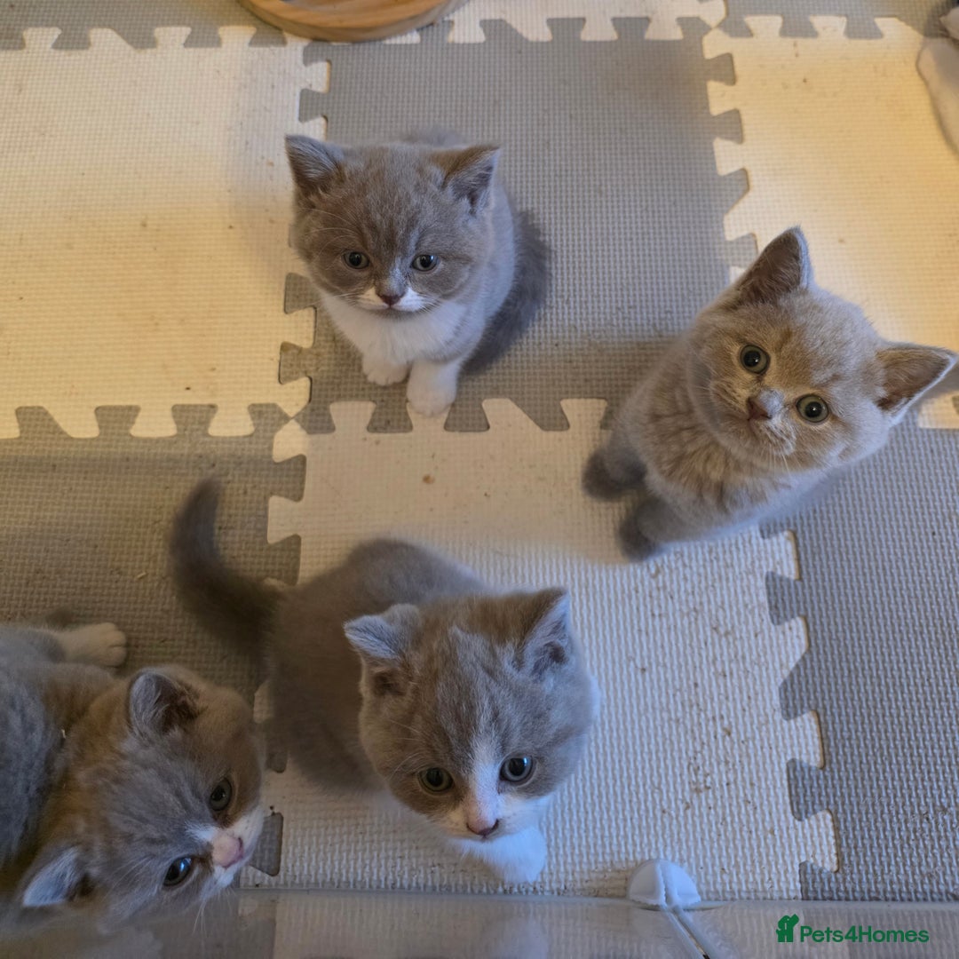 British Shorthair cats for sale: GCCF Registered British Shorthair Kittens - Image 11