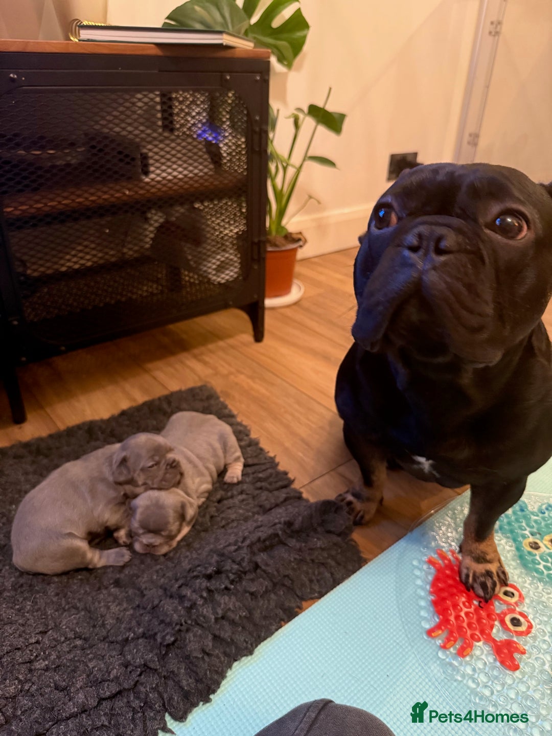 French Bulldog dogs for sale: Exclusive French Bulldog Puppies - Image 2