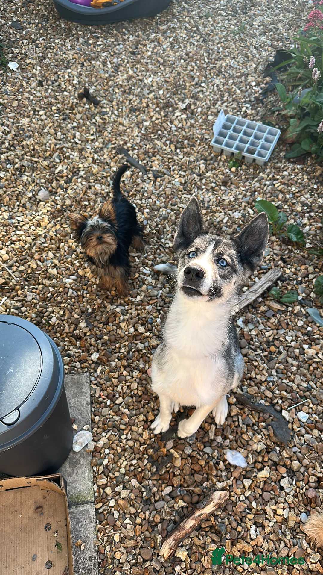 Yorkshire Terrier dogs for stud: FOR STUD KC registered Yorkshire Terrier - Advert 2