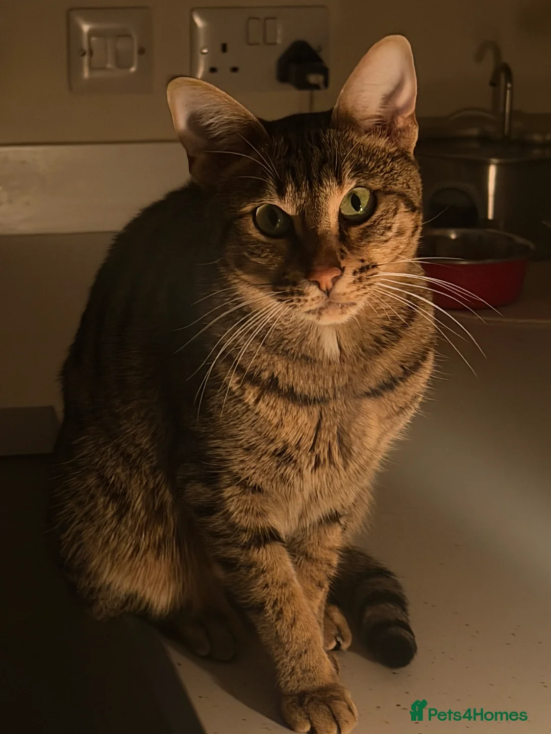 Savannah cats for sale: Beautifully marked pedigree savannah adult cat - Advert 2