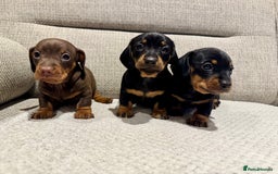 Miniature Dachshund dogs for sale: Mini miniature dachshund puppies  - Image 4