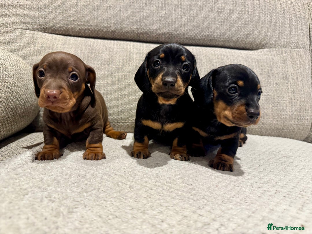 Miniature Dachshund dogs for sale: Mini miniature dachshund puppies  - Image 4