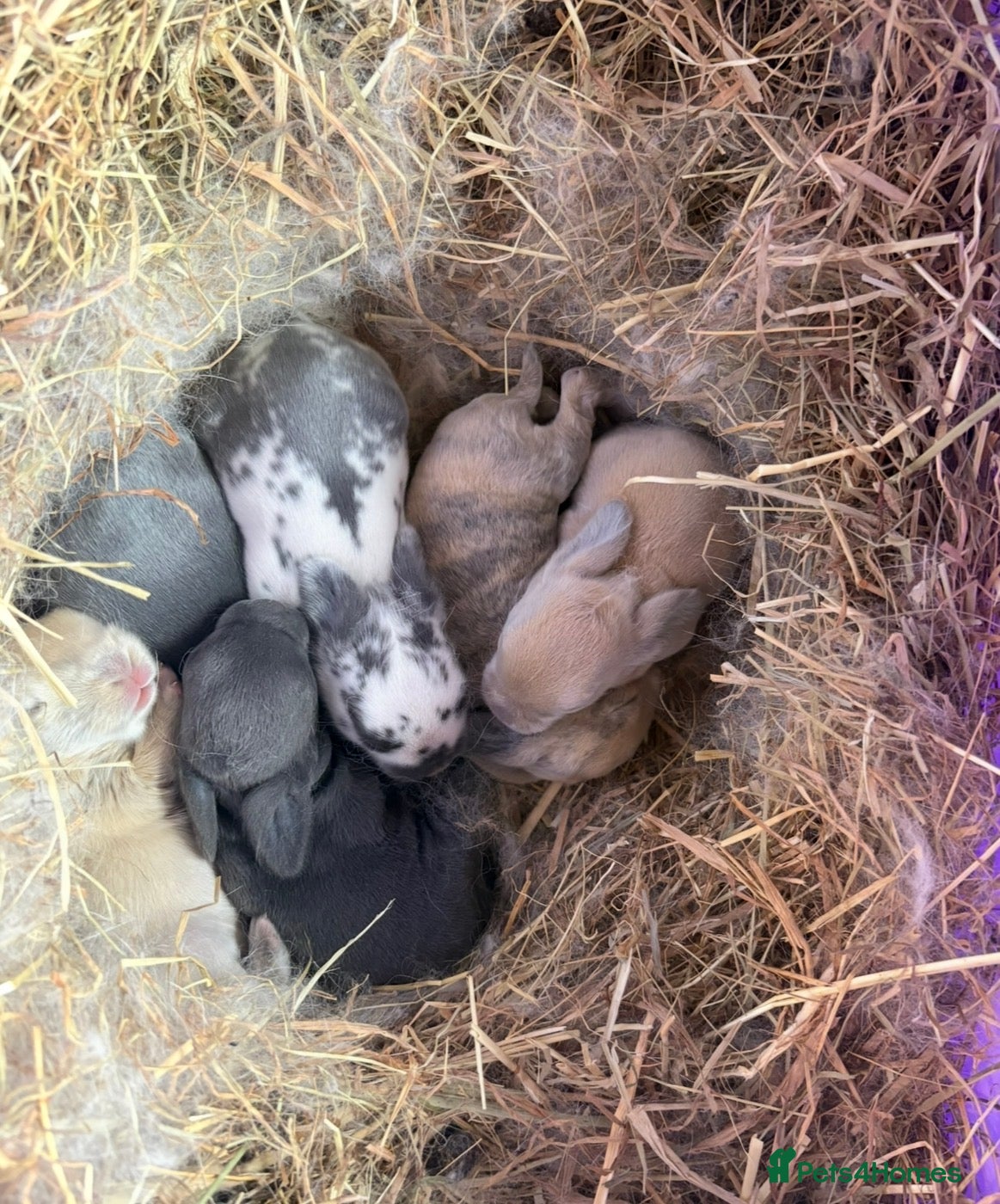 Mini Lop rabbits Baby Mini Lops  - Advert 21