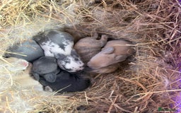 Mini Lop rabbits for sale: Baby Mini Lop Rabbits  - Advert 7